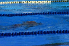ADAPONDA-CP-ESPANA-NATACION-FEDDI-2025-CANARIAS-418