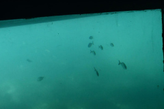 ADAPONDA-OPEN-AQUARION-ALICANTE-2026-487