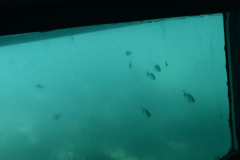 ADAPONDA-OPEN-AQUARION-ALICANTE-2026-488