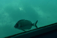 ADAPONDA-OPEN-AQUARION-ALICANTE-2026-493