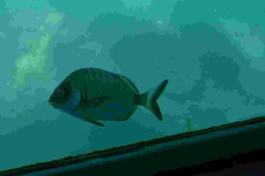 ADAPONDA-OPEN-AQUARION-ALICANTE-2026-495