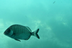 ADAPONDA-OPEN-AQUARION-ALICANTE-2026-497